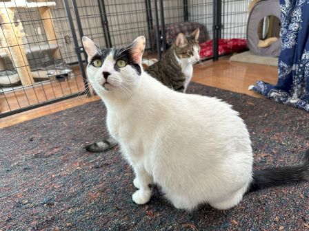 A white-and-gray cat poses on a carpet while another tabby cat lounges behind a playpen; a blue cat tent sits nearby.