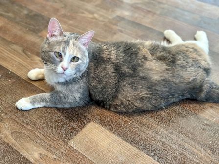A gray tabby cat lounges on a wooden floor, staring toward the camera with sleepy, curious eyes.