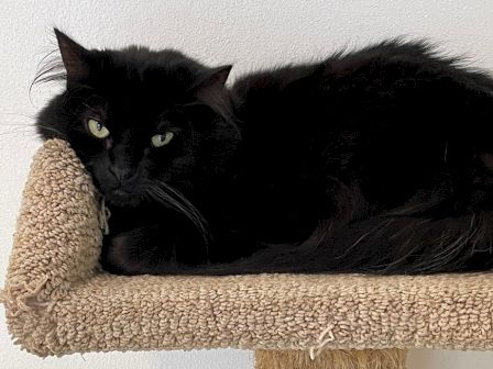 A black cat lounges on a beige scratching post, cuddling a plush toy and staring off with relaxed, curious eyes.