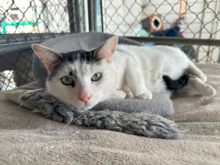 A gray-and-white cat lounges on a blanket inside a fenced area, looking curiously into the camera.