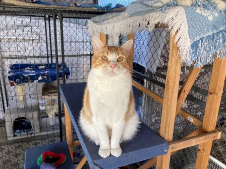 A ginger-and-white cat sits on a blue cushion in a fenced outdoor enclosure, with blankets and toys nearby.