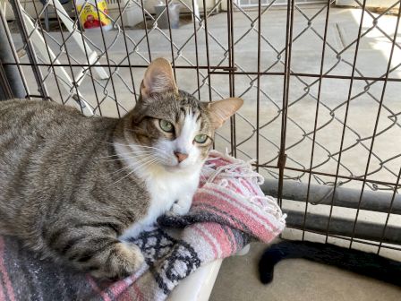 A grey-and-white cat naps inside a barred kennel, cuddled on a pink-striped blanket.