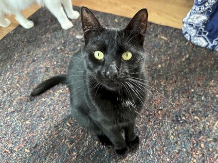 A black cat with glowing yellow-green eyes sits on a patterned rug, staring at the camera.
