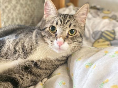 A gray tabby cat with big green eyes rests on a bed with a patterned blanket, looking curious and calm.