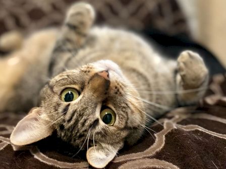 A close-up of a curious tabby cat lying on a blanket, with an older tabby in the blurred background watching.