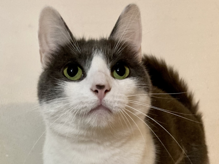 A close-up of a black-and-white cat with bright green eyes, staring at the camera, on a light background.