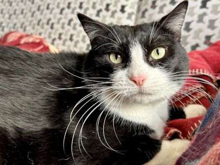 A black-and-white cat with bright yellow eyes relaxing on a red patterned blanket, gazing at the camera.