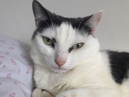 A white-and-black cat with green eyes lounges on a pale floral pillow, looking sleepy and relaxed.
