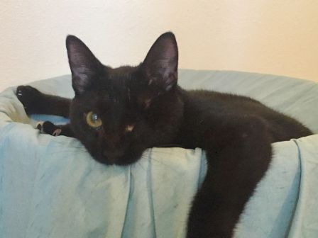 A black cat lounges on a bed, peering at the camera with wide yellow eyes.