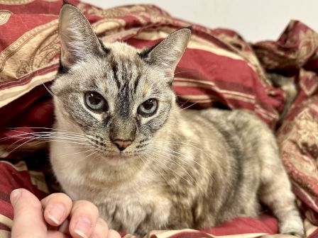 A gray tabby cat lounges on a red-and-gold quilt while being gently petted by a hand.
