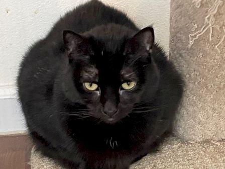 A black cat with yellow-green eyes crouches on a carpet, staring at the camera.