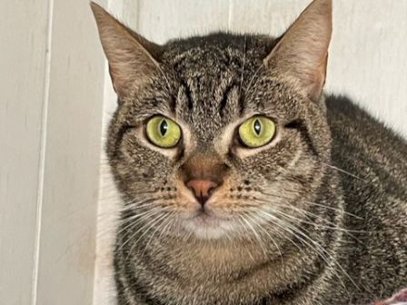 A close-up of a tabby cat with bright green eyes, staring at the camera.