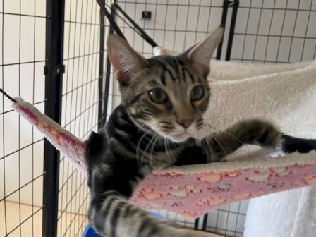 A curious tabby kitten peeks out from a pet carrier, gripping a hammock/blanket with wide eyes.