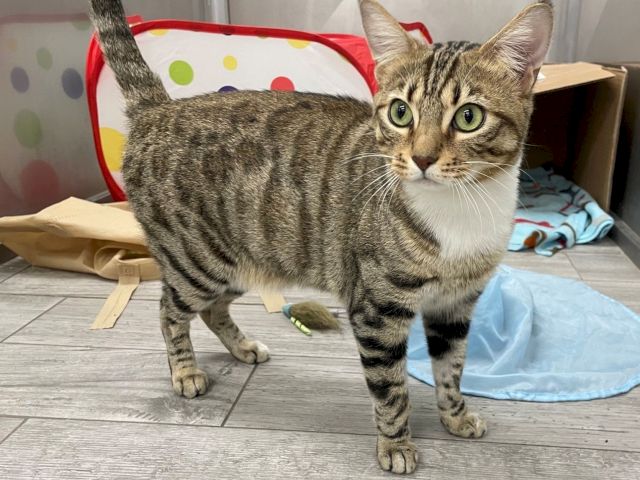 A gray tabby cat stands on a floor near toys and a colorful playpen, looking up with bright green eyes.