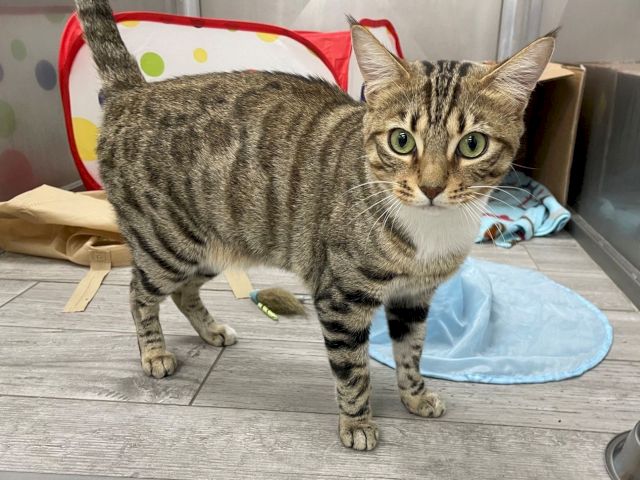 A tabby cat stands indoors on a wooden floor, sniffing near a blue cushion and a crumpled paper bag.
