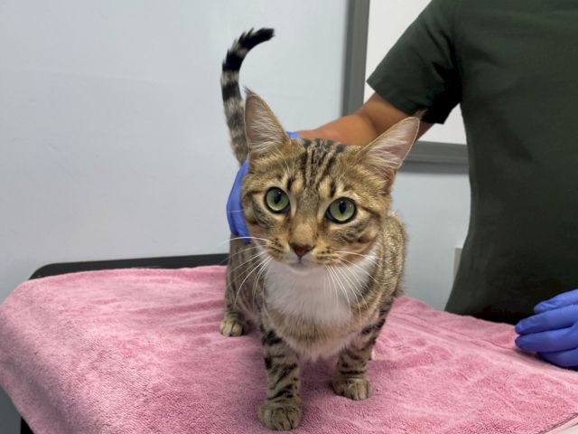 A tabby cat sits on a pink towel while a gloved person gently holds it during a vet visit.