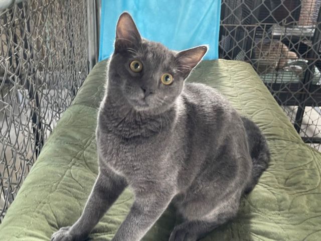 A gray cat with big golden eyes lounges on a green cushion inside a netted kennel, looking straight at the camera.
