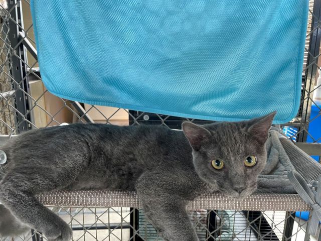 A gray cat lounges in a wire crate under a blue fabric hammock, staring at the camera with wide golden eyes.