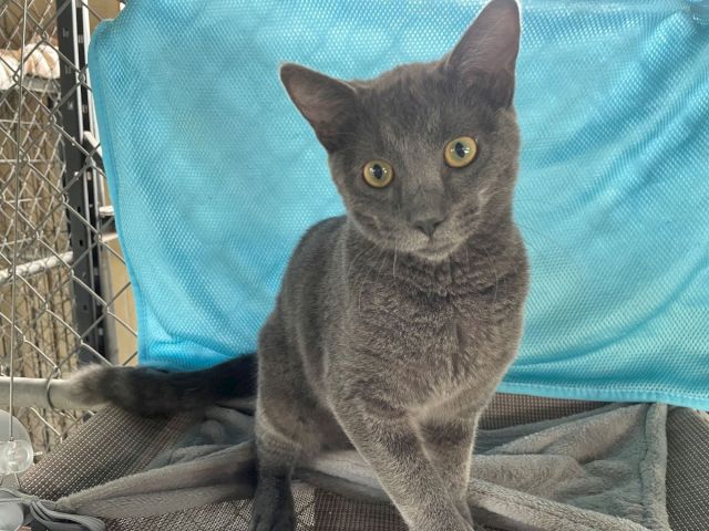 A gray kitten with big yellow eyes sits on a blue blanket inside a metal carrier, looking at the camera.