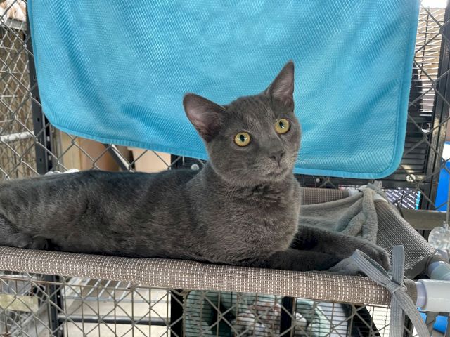 A gray cat with big amber eyes lounges in a pet carrier under a blue blanket, looking up curiously.