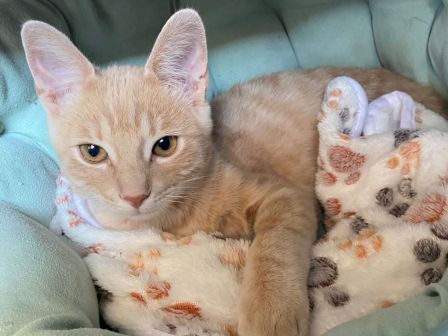 A ginger kitten with big eyes is lying on a blue blanket beside a paw-print stuffed plush, looking cozy and sleepy.