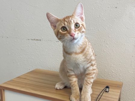 Animal Assistance League of Orange County