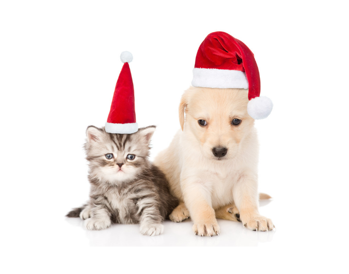 A kitten and a puppy sit side by side wearing red Santa hats on a white background.