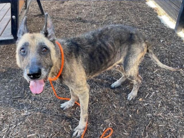 A brindled dog with an orange collar leash sits on a mulch-covered yard, panting with its tongue out.