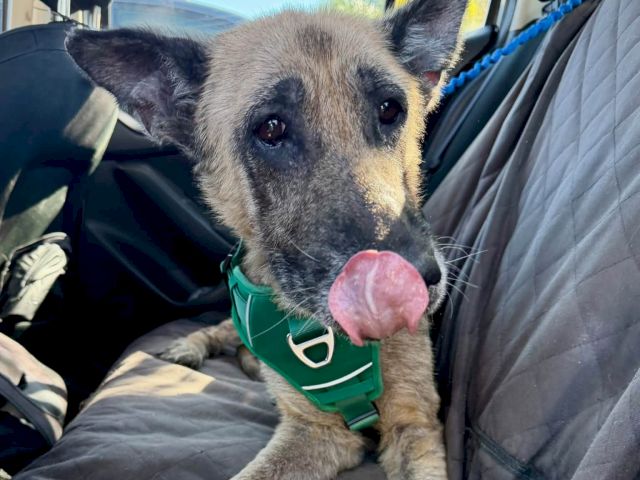 A brindle dog rides in a car, wearing a green harness, with its tongue out and looking toward the camera.