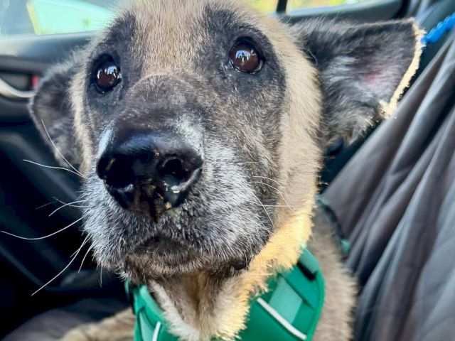 Close-up of a brown-gray dog with a green harness riding in a car, staring at the camera.