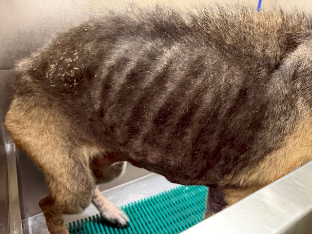 Close-up of a dog&rsquo;s underside with patchy dark skin and sparse fur, possibly a skin irritation or wound.