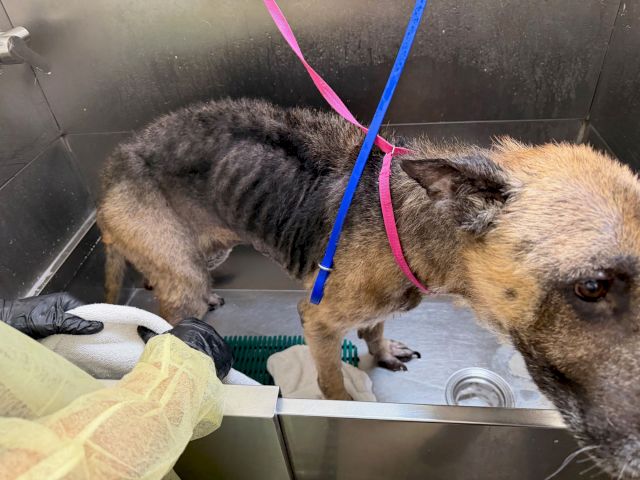 A gray and tan dog being examined on a veterinary table with colored leashes, gloves, and towels nearby.