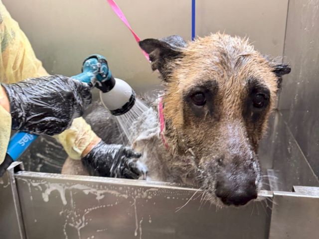 A scruffy dog is being bathed in a tub, with a shower spray and a person nearby.