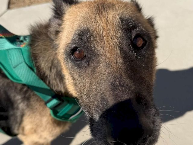 Close-up of a fluffy gray-brown dog with bright eyes wearing a green harness, looking to the side.