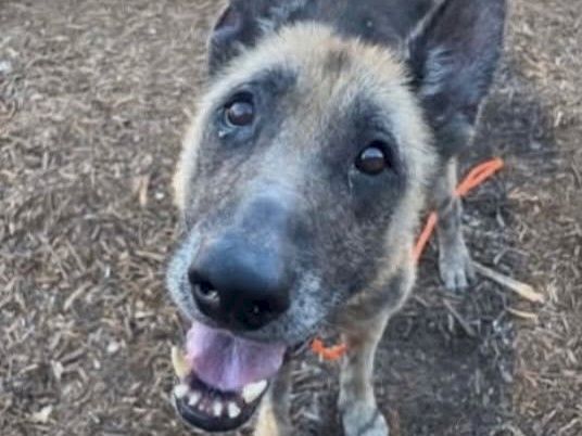 A dog with blue-gray fur sits on straw with orange tags and a collar, tongue out, looking at the camera.