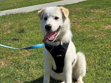 A white dog wearing a black harness and blue leash sits on green grass, smiling with its tongue out.