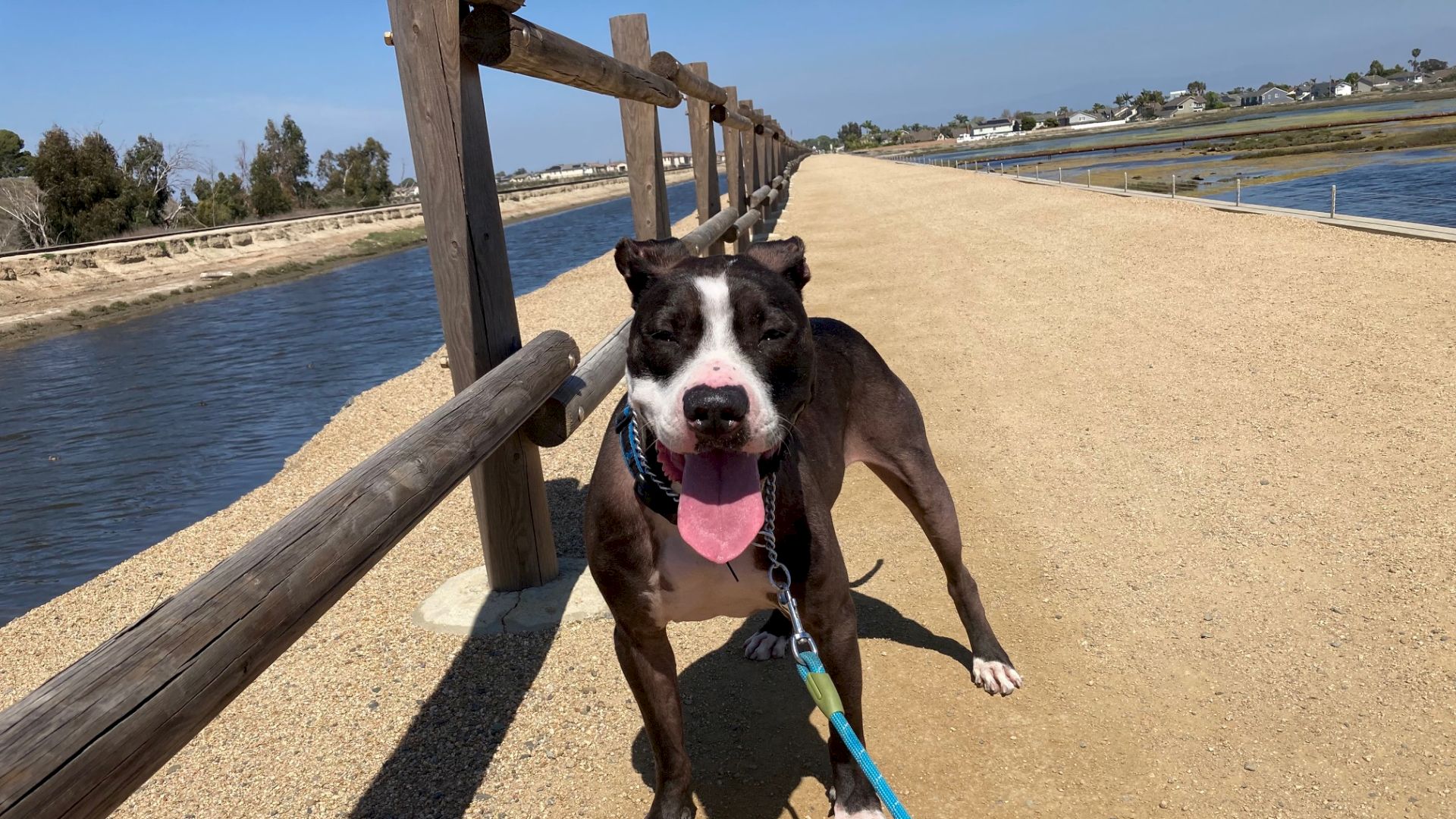 A happy dog on a leash walking along a sunny riverside path with a wooden railing and clear blue sky.