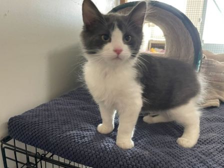 A cute black-and-white kitten stands on a textured mat next to a wire cage; curious eyes, pink nose, and fluffy fur, indoors.
