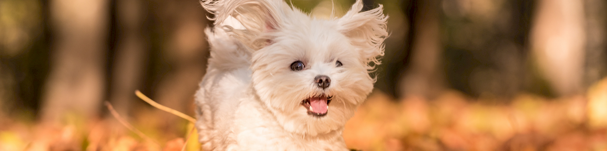 A tiny fluffy dog happily trots through autumn leaves, ears perked and tongue out, sunshine casting a warm glow.