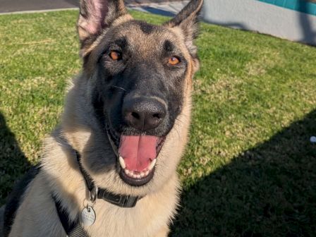 A happy German Shepherd mix dog sitting on grass near a pool, sunny day, wearing a collar and leash, ears perked, tongue out, smiling.