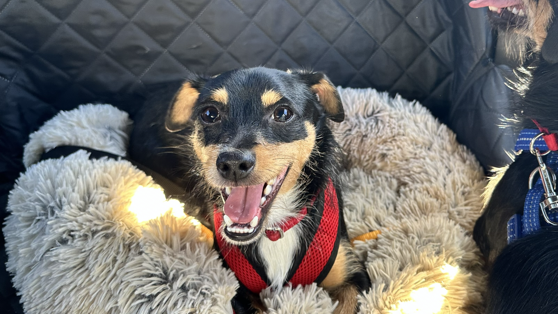 A cute black-and-tan dog wearing a red harness lies on a plush blanket in a car seat, tongue out, looking up at you.
