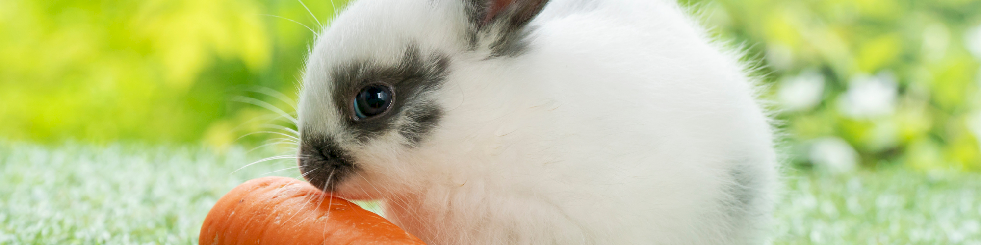 Animal Assistance League of Orange County