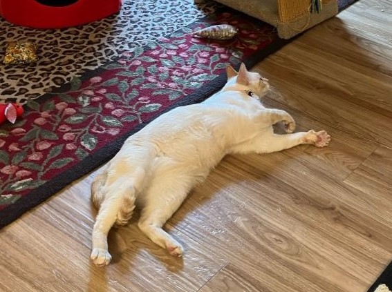 /site/assets/files/3190/iggy_happy_tail_cropped_2_20_24.jpg