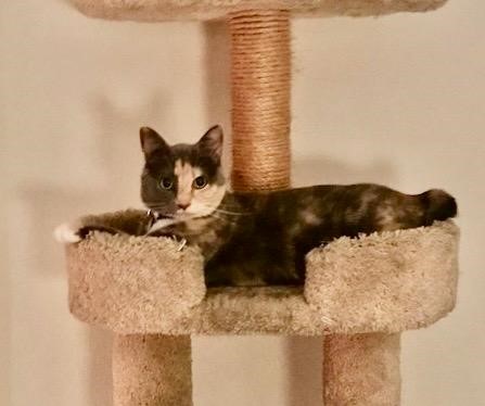 /site/assets/files/3195/juliette_happy_tail_12_30_23.jpg