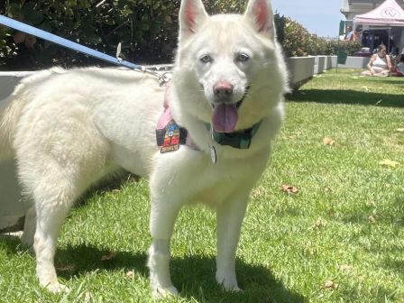 A white dog with a colorful collar runs toward the camera on a sunny lawn, with trees and a tent in the background.