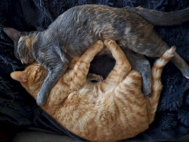 Two cats cuddling together, gray and orange, intertwined and resting on a dark blanket.