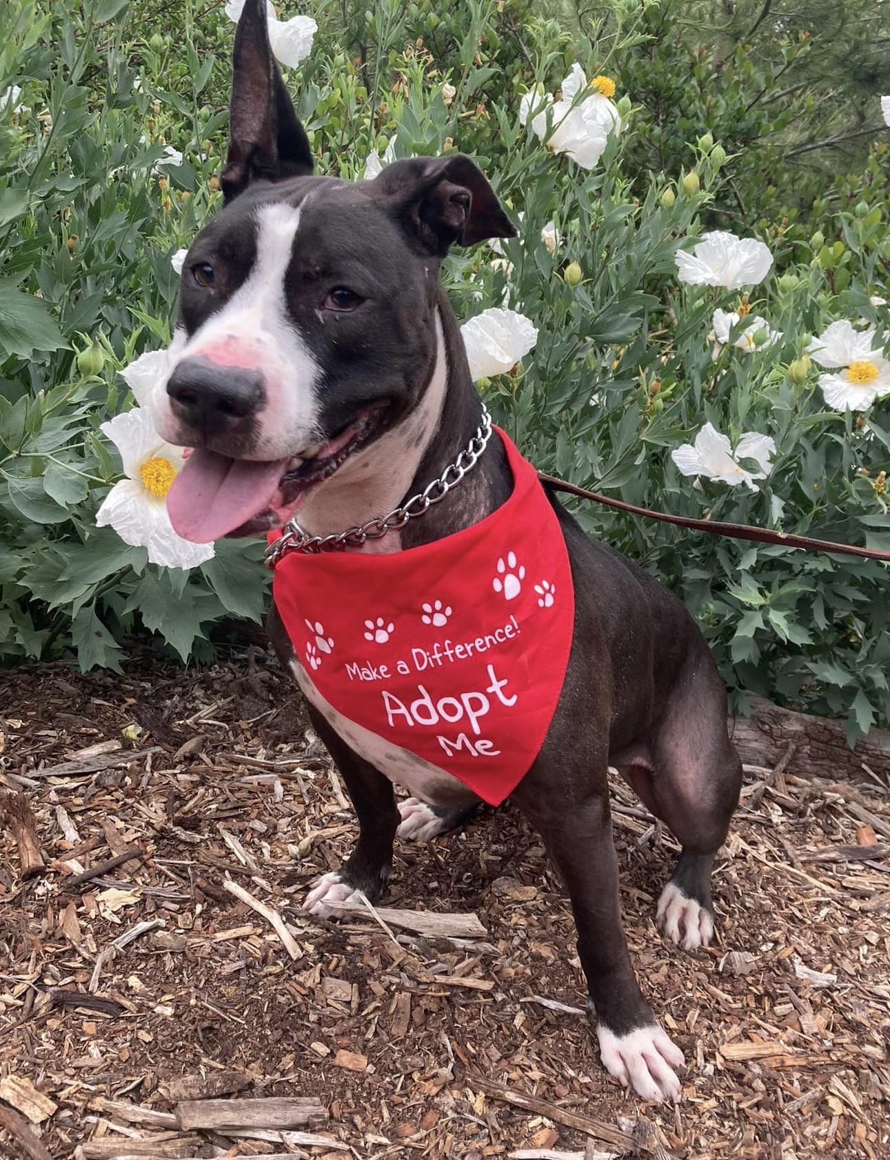 Animal Assistance League - Orange County Pet Adoption - Their Welfare ...