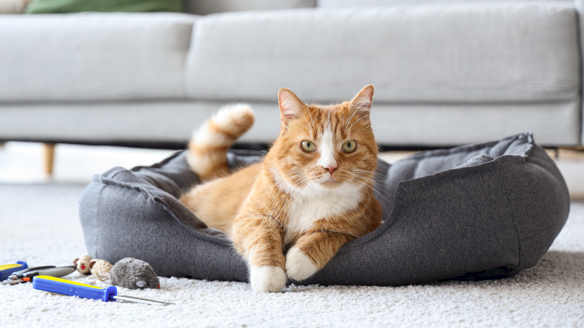 A fluffy orange cat lounging in a dark grey dog bed on a light living-room rug, with toys nearby and a pale sofa in the background.