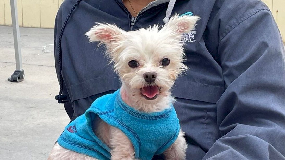 A small white yorkie in a blue sweater sits on a person&rsquo;s lap, looking at the camera with a happy expression.