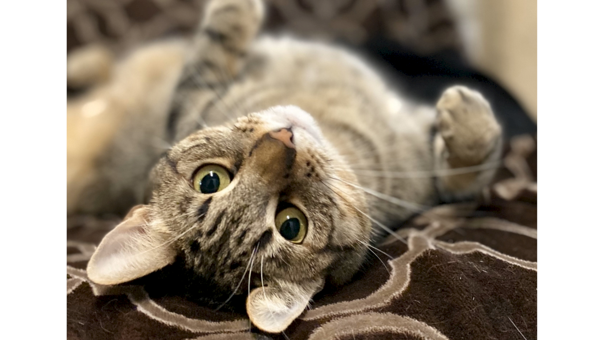 A close-up of a tabby cat lying on a blanket, with another cat blurred in the background.